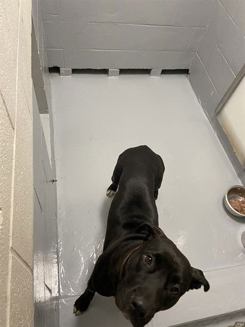 JADE - Pit Bull Terrier available for adoption