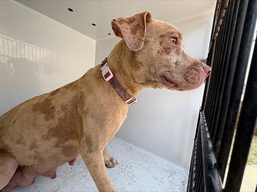 VANELLOPE - Pit Bull Terrier available for adoption