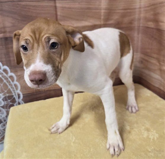 NACHO - Pit Bull Terrier available for adoption