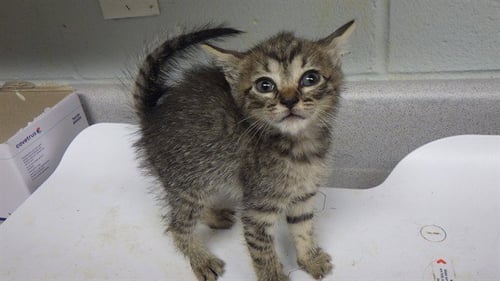 GHOUL - Domestic Short Hair available for adoption