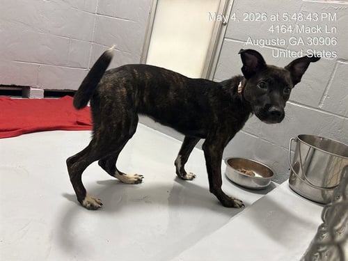 RUBY - Pit Bull Terrier for adoption in Augusta