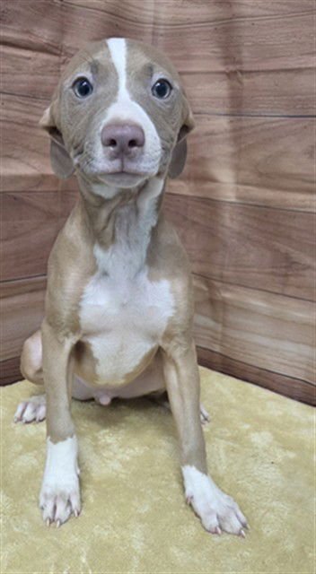 BUTTER BEAN - Pit Bull Terrier available for adoption