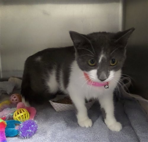 STASH - Domestic Short Hair available for adoption