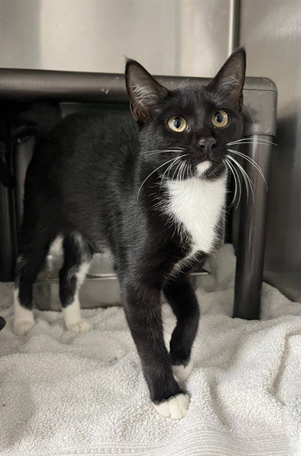 LITTLE FOOT - Domestic Short Hair for adoption in Augusta