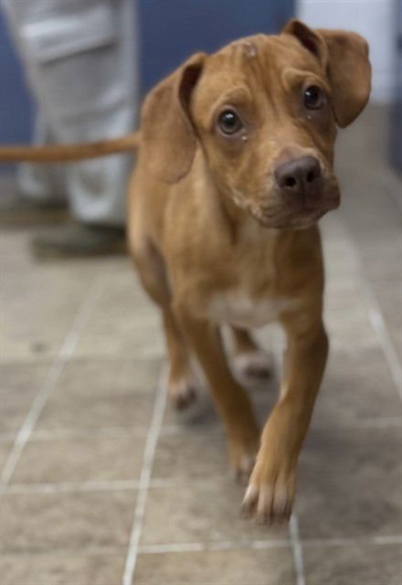 JULIUS - Pit Bull Terrier / Beagle available for adoption