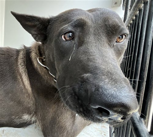 SHEBA - Belgian Shepherd Malinois for adoption in Augusta