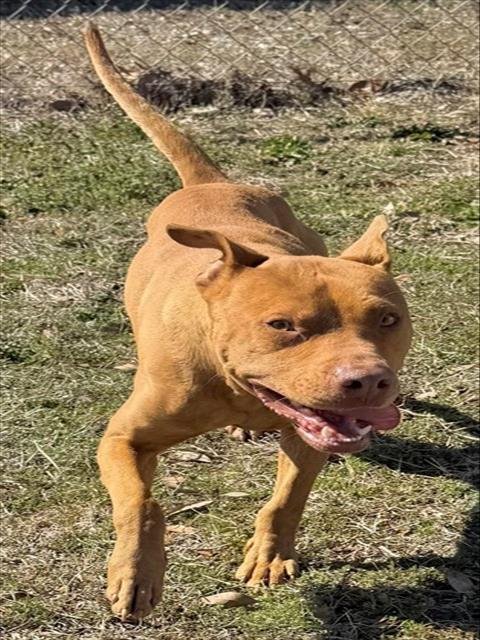 DANGO - Pit Bull Terrier available for adoption