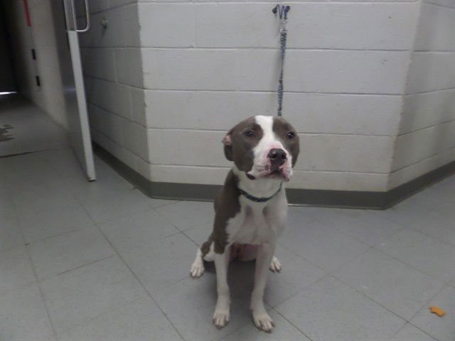 CUPID - Pit Bull Terrier available for adoption