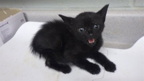 GOBLIN - Domestic Short Hair available for adoption