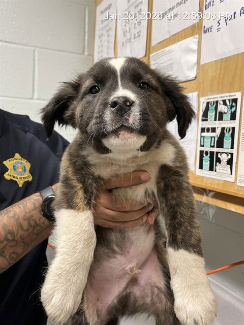 MAUI - Pit Bull Terrier available for adoption