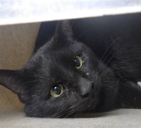 VECNA - Domestic Short Hair available for adoption
