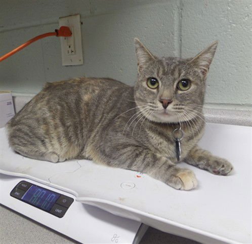 SHILOH - Domestic Short Hair available for adoption