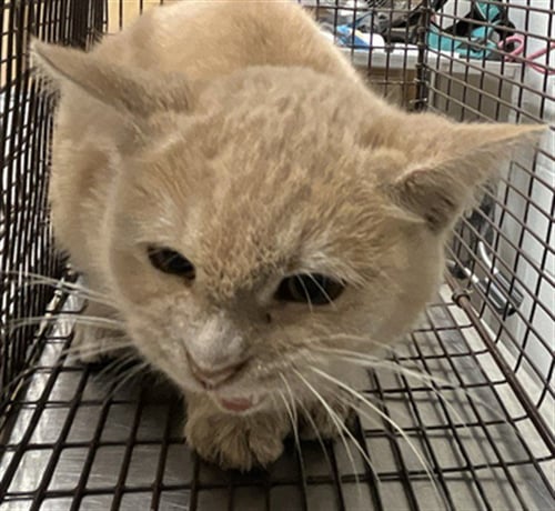 GUMBALL - Domestic Short Hair available for adoption