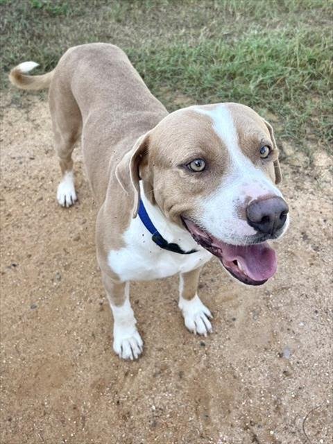 ZIGGY - Pit Bull Terrier for adoption in Augusta