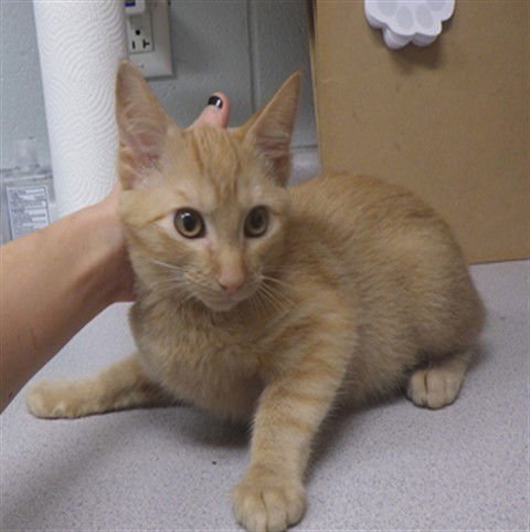 CALVIN - Domestic Short Hair available for adoption