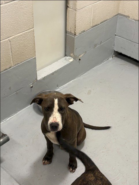 DOPPLER - Pit Bull Terrier for adoption in Augusta