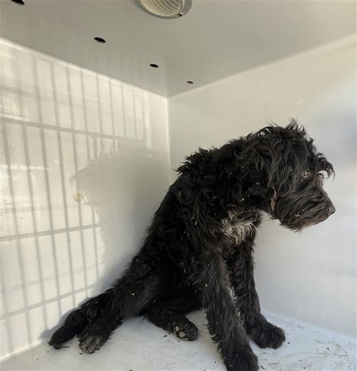 WEDNESDAY - Poodle (Standard) available for adoption