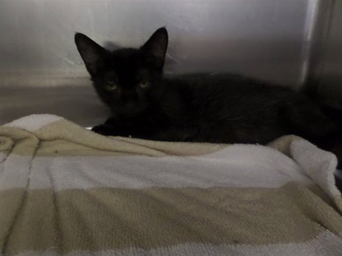 ONI - Domestic Short Hair available for adoption