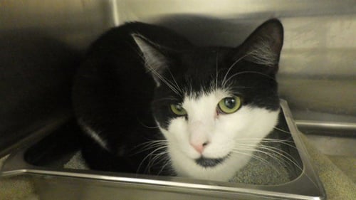 JORDAN - Domestic Short Hair available for adoption