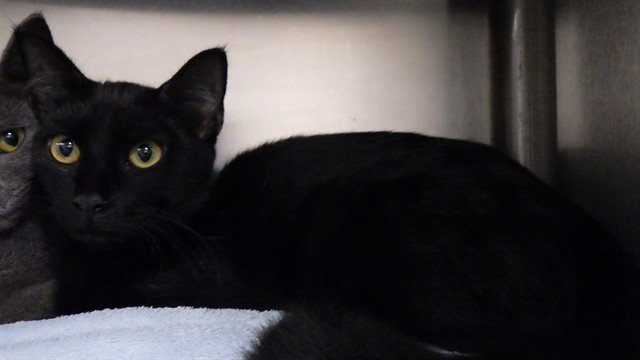 BLACKY Image
