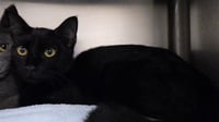 BLACKY - Photo 1