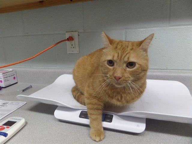 BIRDIE - Domestic Short Hair available for adoption