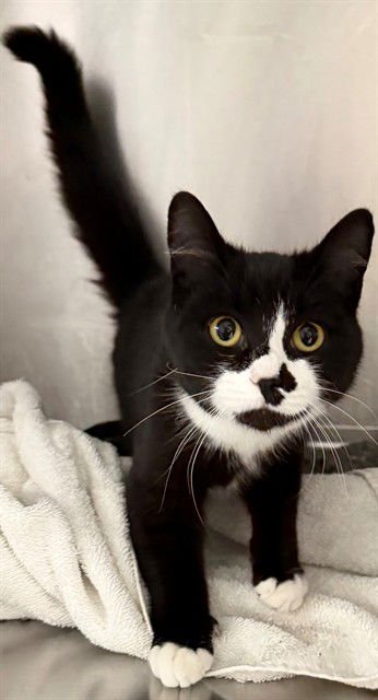 JITTER-BUG - Domestic Short Hair available for adoption