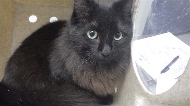 HARIBO - Domestic Long Hair available for adoption