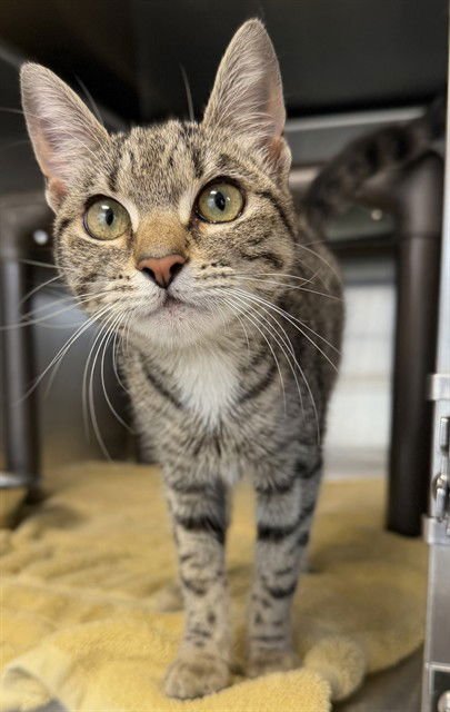 SHAMROCK - Domestic Short Hair available for adoption