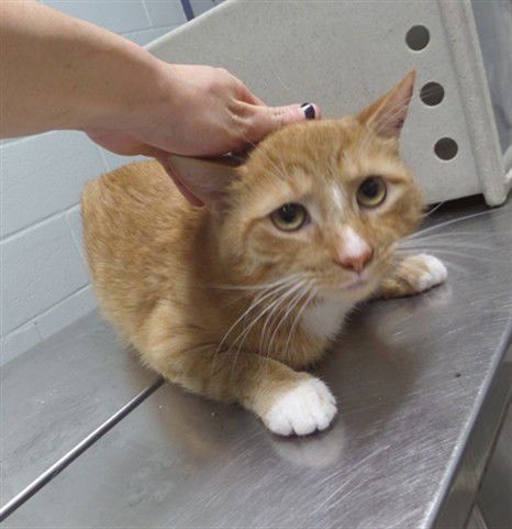 EDDIE - Domestic Short Hair available for adoption