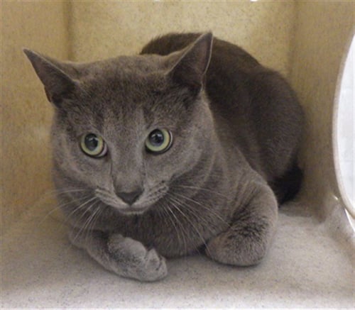 JERMAINE - Domestic Short Hair for adoption in Augusta