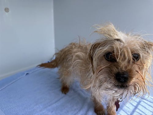 IVEY - Yorkshire Terrier Yorkie available for adoption