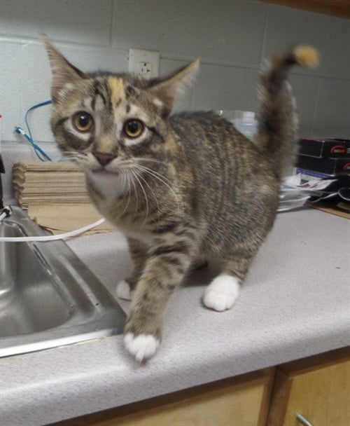 LEMONADE - Domestic Short Hair for adoption in Augusta