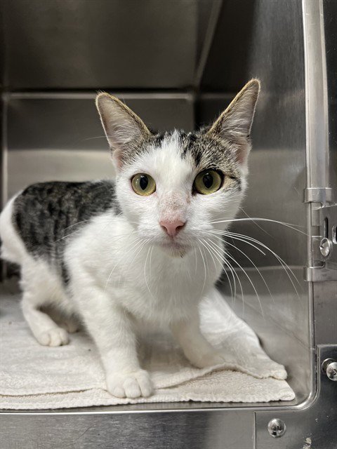 MITZY - Domestic Short Hair for adoption in Augusta