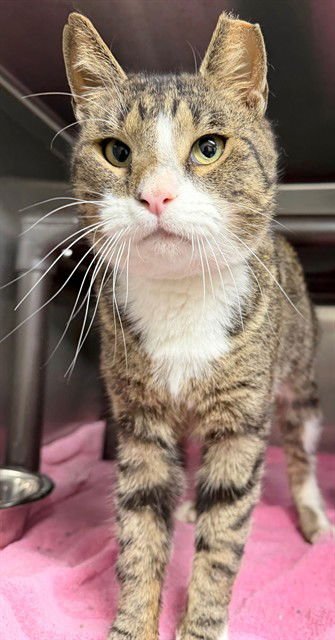 LARRY - Domestic Short Hair available for adoption