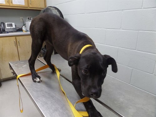 MONA - Pit Bull Terrier available for adoption