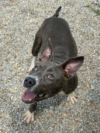 VIRGINIA WOOF - Photo 1