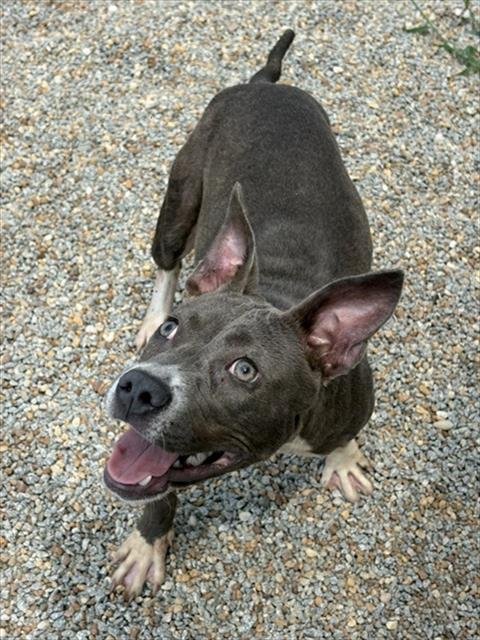 VIRGINIA WOOF - Pit Bull Terrier for adoption in Augusta
