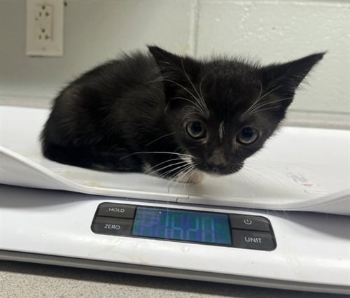 BANSHEE - Domestic Short Hair available for adoption