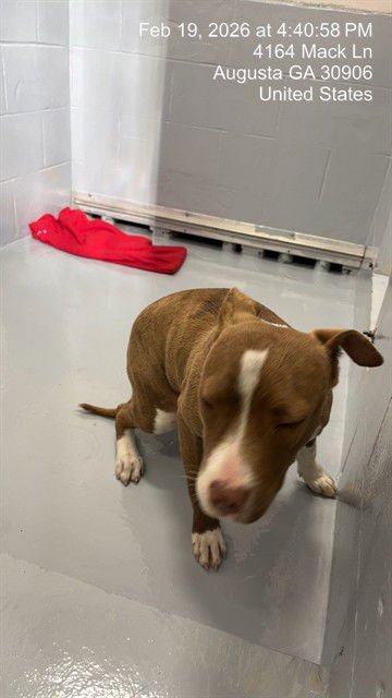 DEIDRE - Pit Bull Terrier available for adoption