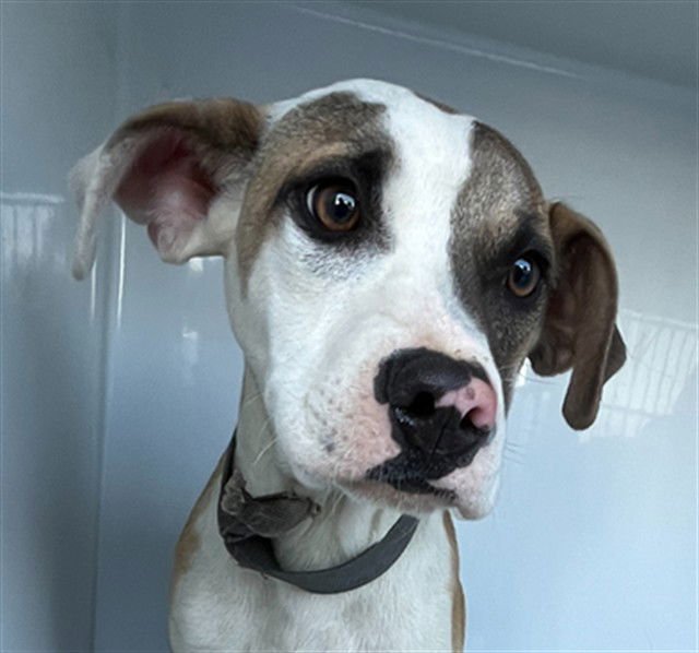 SAMWISE - Pit Bull Terrier available for adoption