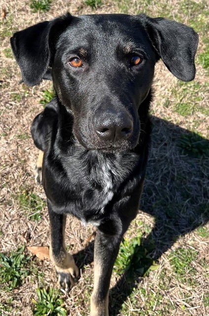 WAYNE - German Shepherd Dog available for adoption