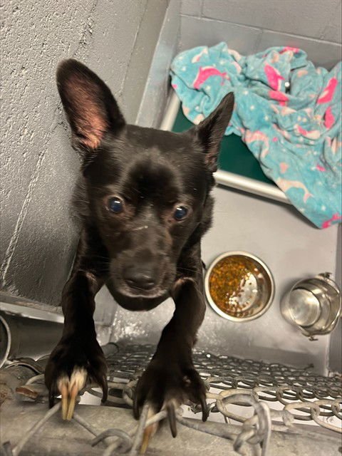 SNICKERS - Schipperke available for adoption