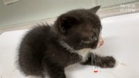 TUXINA - Photo 1