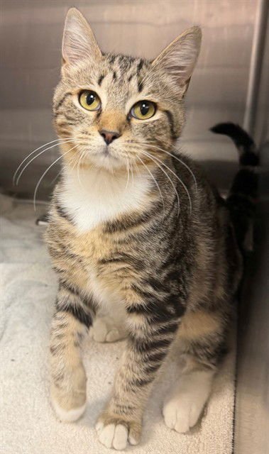 LINK - Domestic Short Hair available for adoption