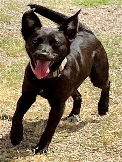 PLUTO - German Shepherd Dog for adoption in Augusta