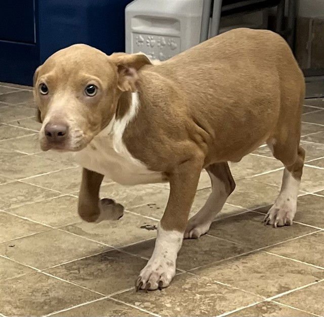 JARETH - Pit Bull Terrier / Beagle available for adoption