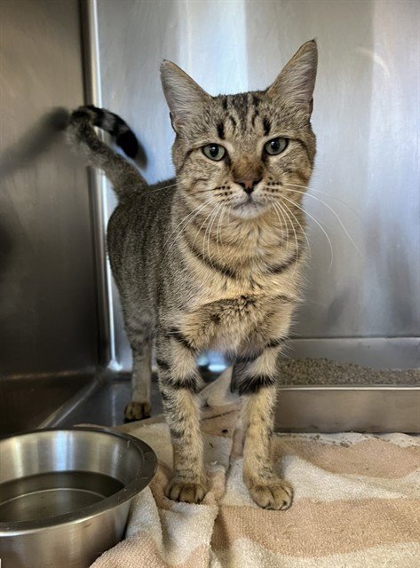 ALICE - Domestic Short Hair for adoption in Augusta