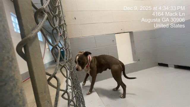 POLLY POCKET - Pit Bull Terrier available for adoption