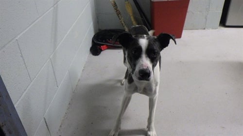 ATHENA - Pit Bull Terrier available for adoption